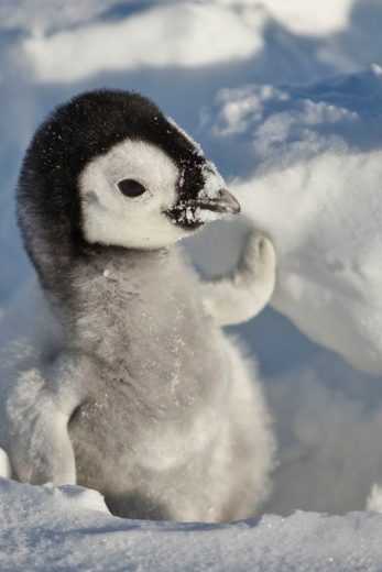 مشاهدة فيلم Snow Chick A Penguin’s Tale 2015 مترجم